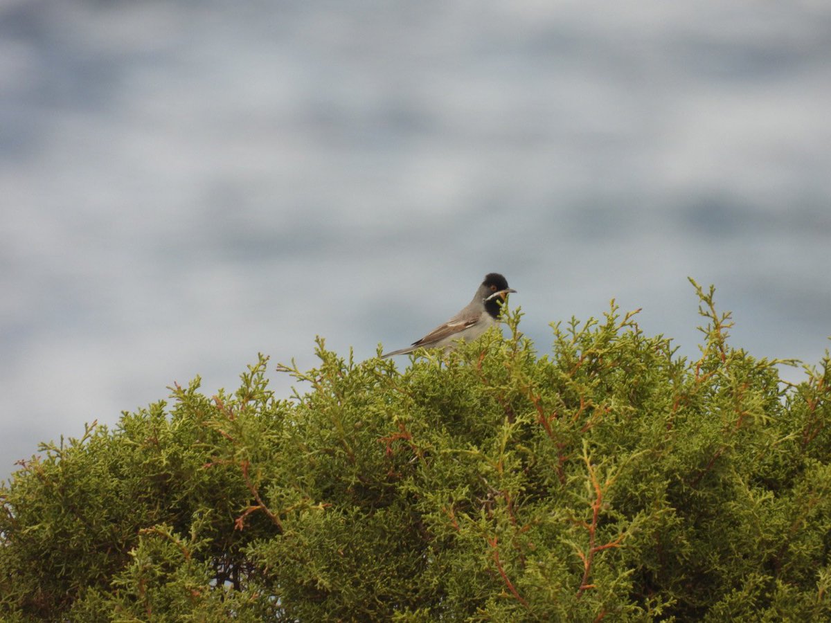 julianallen2009's tweet image. Day 10 Last full day with a mixed result started with dipping the Finch’s Wheatear but still managed some good birding