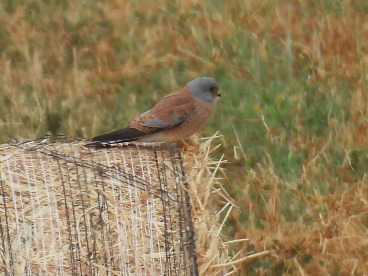 julianallen2009's tweet image. Day 10 Last full day with a mixed result started with dipping the Finch’s Wheatear but still managed some good birding