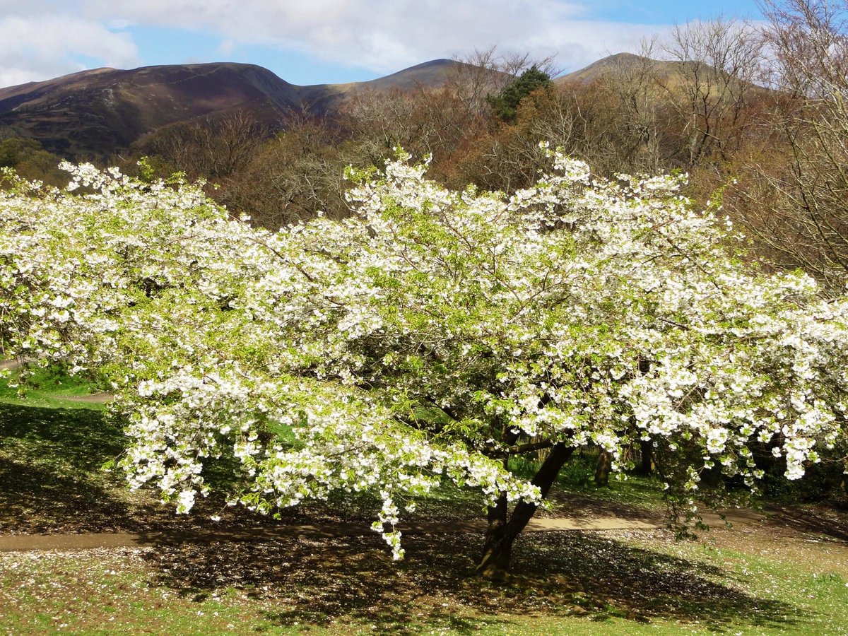 Blossom in Keswick with the Skiddaw Fells in the background. Whoever decided to plant these trees did a great job.