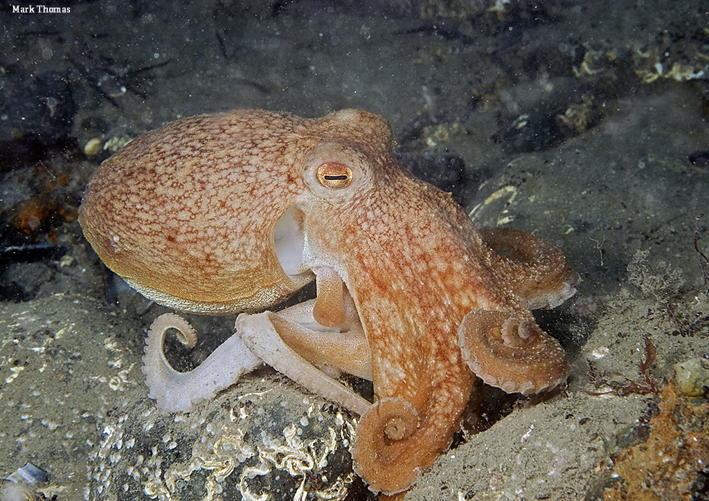 Octopuses don't only have 3 hearts, they also have our hearts. We love these clever creatures 💚