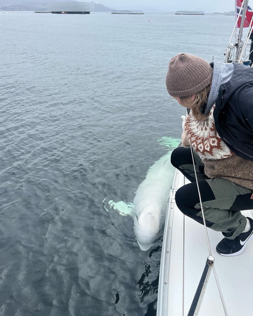 🤍 Just Hvaldi, spreading love and bringing joy to those who cross his path. What would you do if you crossed paths with Hvaldimir? ⛵

📷 Fredrik Johnsen  #instalove #spreadlove #bringjoy #TeamHvaldimir #OneWhale