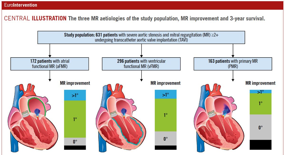 This study described the characteristics and outcomes of TAVI patients with significant concomitant MR of different aetiologies. It demonstrated that increased MR severity at baseline contributes to worse outcomes following TAVI. EIJBestOf ow.ly/rHxu50Rbqvt