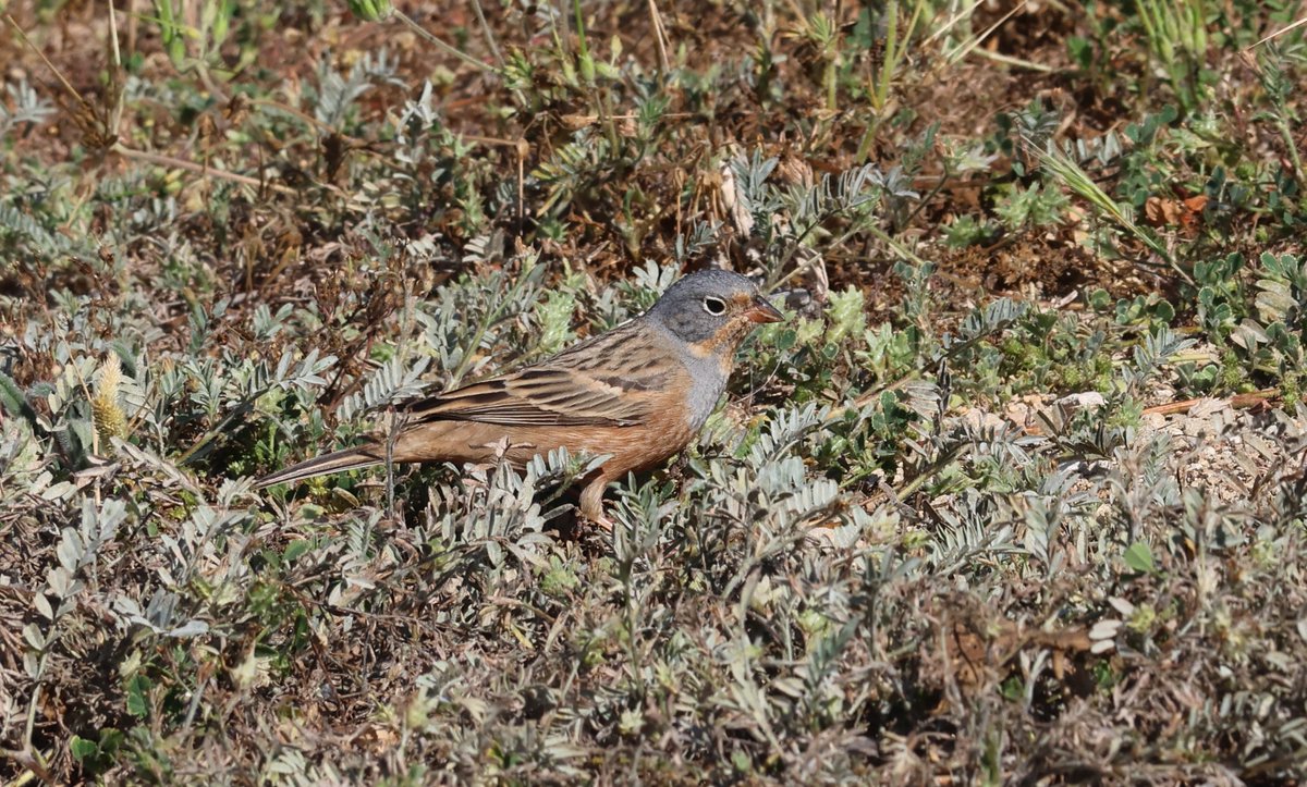 Migrant highlights from last week in Cyprus included these Ortolan Buntings, all the Yellow Wagtails, Wryneck, Cretzschmar's Bunting as well Collared Flycatcher, E. Subalpine Warbler, Ruppell's Warbler, E. Bonelli's Warbler, BE Wheatear, RT Pipits & GS Cuckoos #CyprusBirds