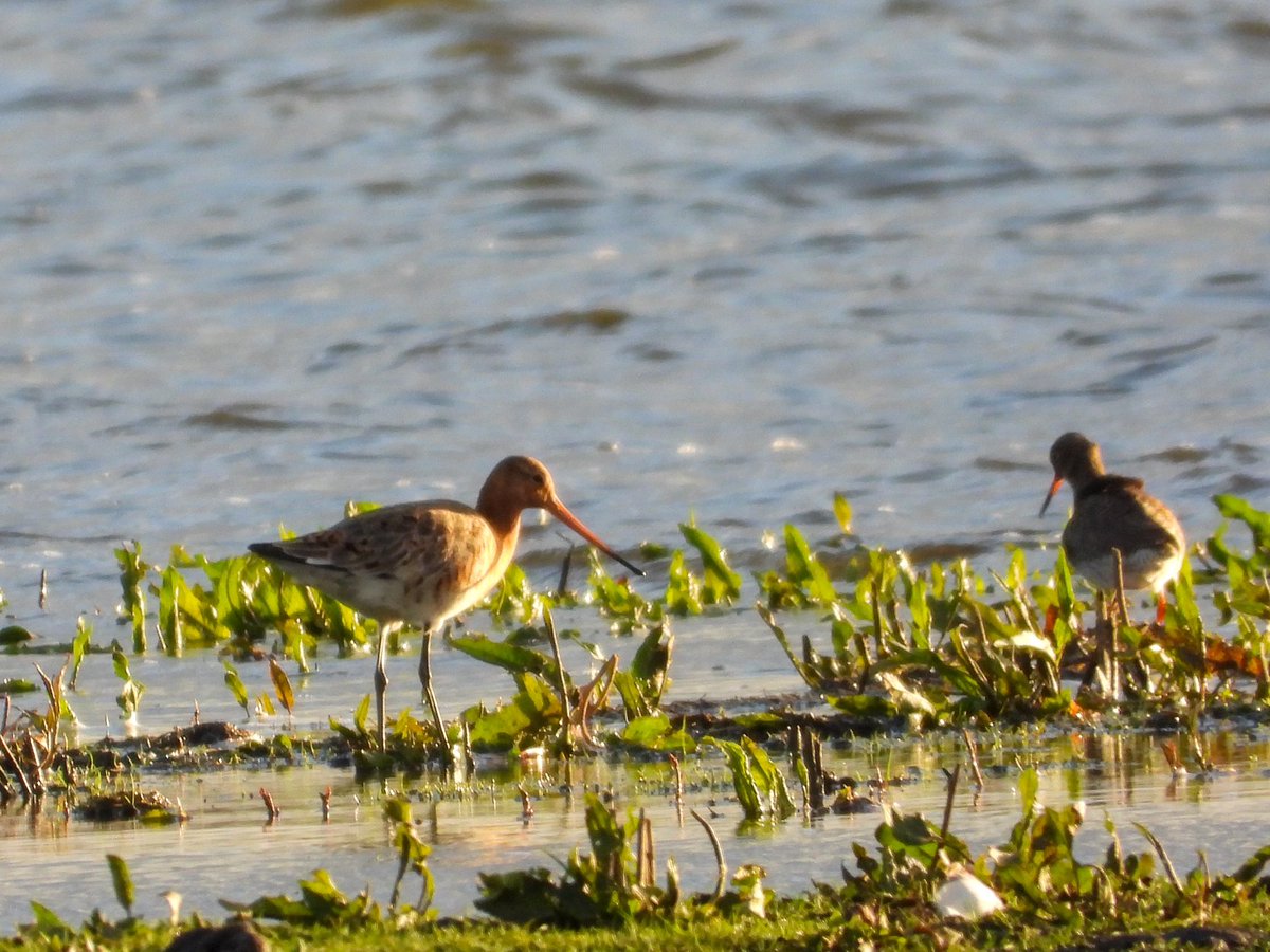 Clifton Pits - 3 Black-tailed Godwits on main pit now. @WorcsBirding #Worcsbirds