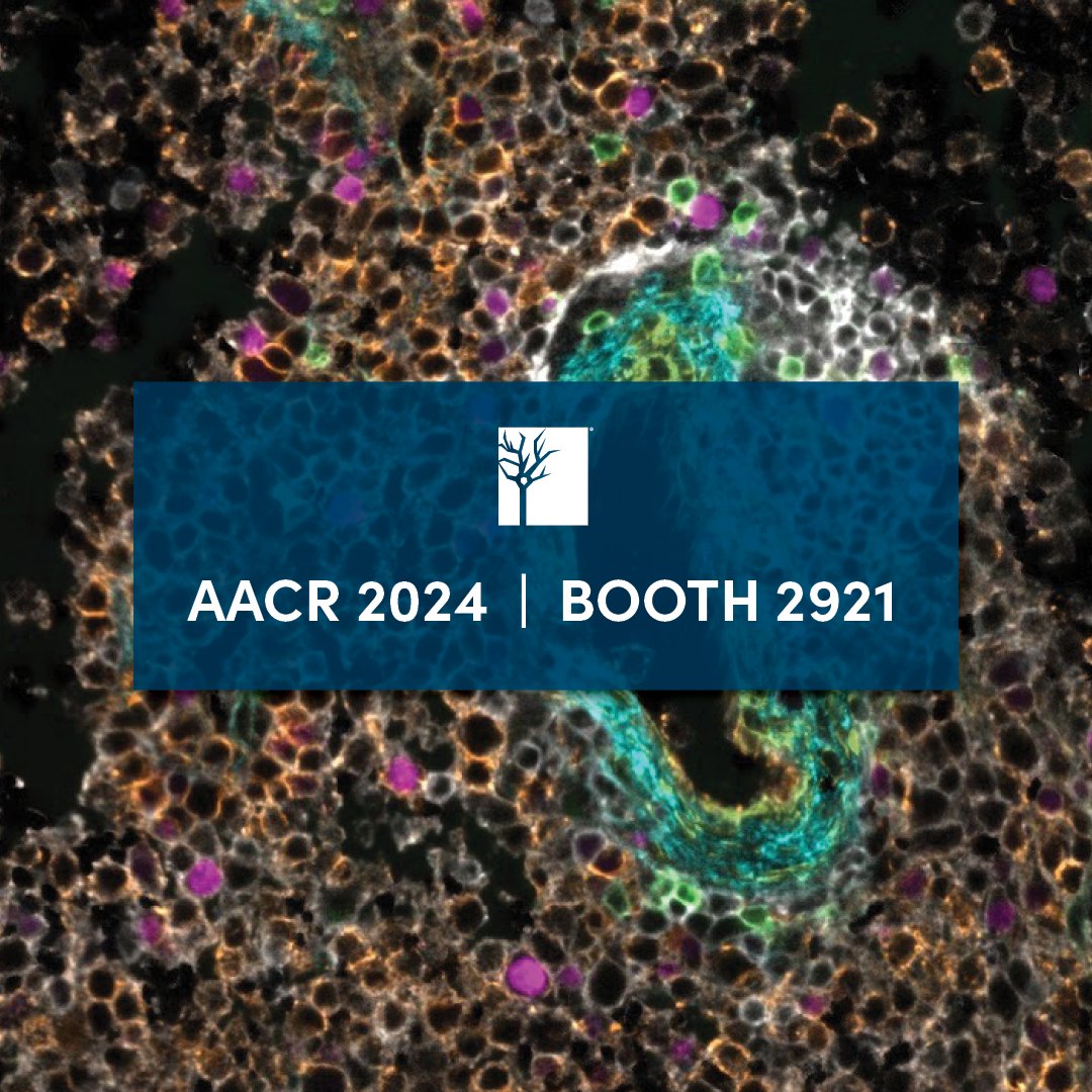 Visit our joint poster presentation with the @AllenInstitute and CST scientist Lisa Arvidson at #AACR24: Spatial Resolution of Immune Cell Lineages in the Tumor Microenvironment of Plasma Cell Dyscrasias. 🗓️ Tuesday, April 9, 1:30-5 PM 📍 Poster session 4, board 11 Not…