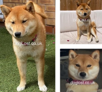 millypod1's tweet photo. 🆘5 APR 2024 #Lost CHERRY #ScanMe
Red Shiba Inu Female. VERY NERVOUS.
#Ormskirk #Halsall #Lancashire #L39 https://t.co/jIlFUiEHcV https://t.co/hUnBPlFhMJ