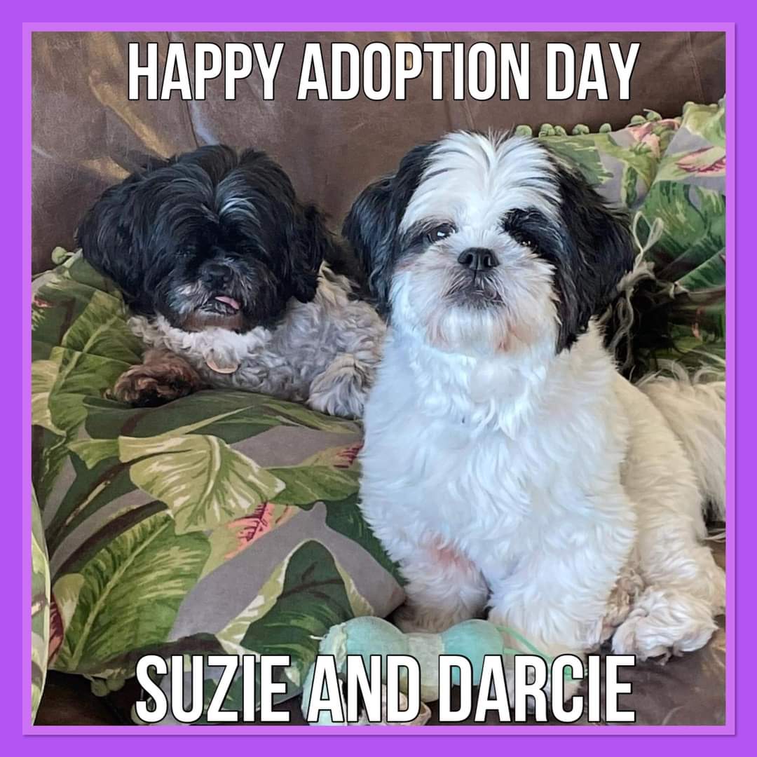 We are delighted to announce Suzie and Darcie have found a wonderful forever family. Congratulations girls on landing a 5 ⭐ home. We hope you all will be very happy ❤️❤️
#shihtzuactionrescue #dogsarefamily #dogsarelove #rescueismyfavouritebreed