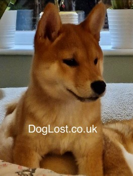 millypod1's tweet photo. 🆘5 APR 2024 #Lost CHERRY #ScanMe
Red Shiba Inu Female. VERY NERVOUS.
#Ormskirk #Halsall #Lancashire #L39 https://t.co/jIlFUiEHcV https://t.co/hUnBPlFhMJ