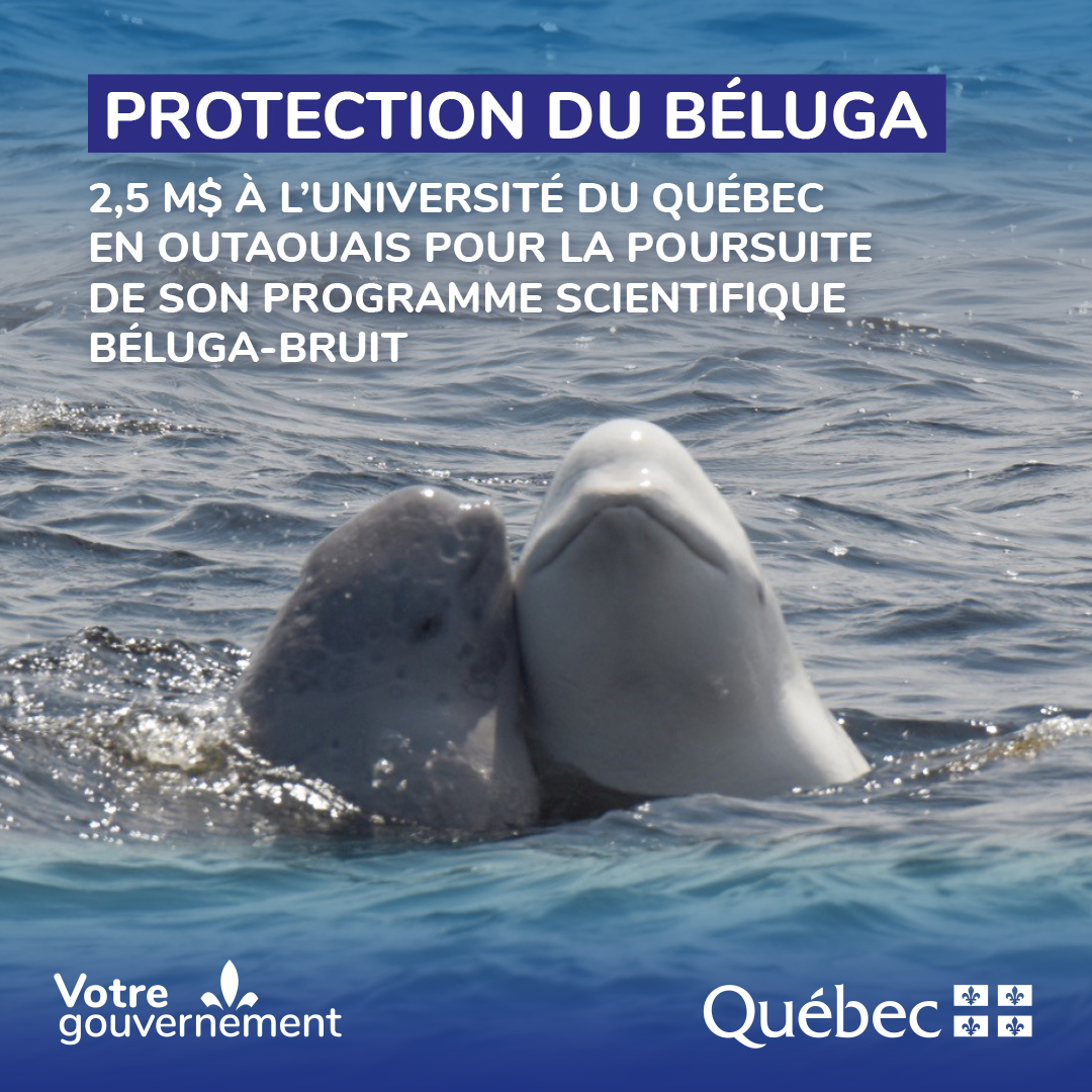 Le @GouvQc accorde 2,5 M$ sur cinq ans à @UQO pour la phase II de son Programme scientifique béluga-bruit. Cet investissement permettra de poursuivre nos efforts pour la conservation de la population de bélugas au Québec. Communiqué : quebec.ca/nouvelles/actu…