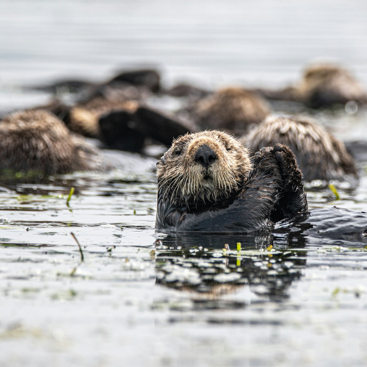 Some good news for your tuesday afternoon feed 👇 A study is showing that sea otters have been crucial for the survival of kelp forests in Central California. These creatures aren't just cute, they're also climate change fighters 💪 Learn more: bit.ly/49K3Owp