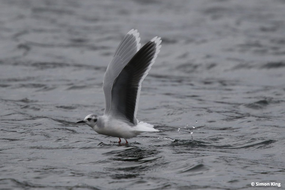 This little gull was captured at Testwood Lakes Nature Reserve by Assistant Reserves Officer, Simon King. The little gull is a small, dainty gull. In summer, adults have black heads, while young birds have a black mark on each wing forming a 'W' pattern.