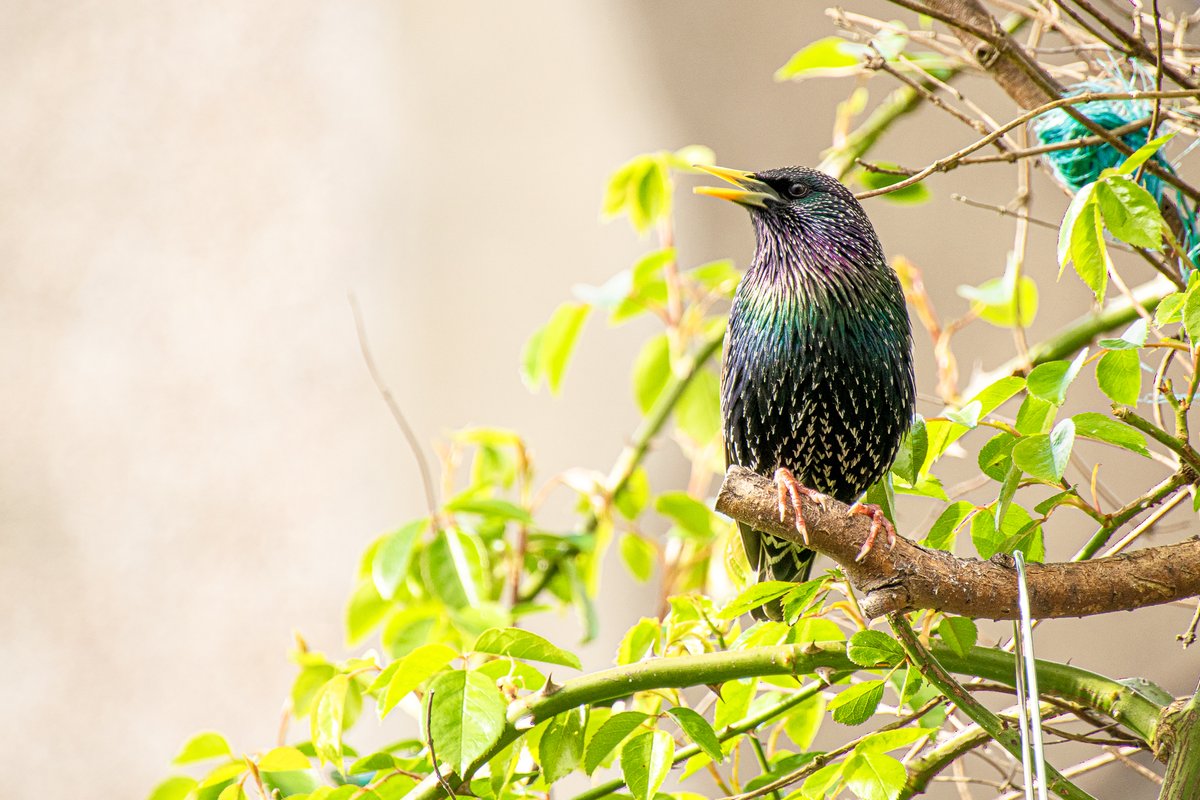 Startling colours on a #starling! And they can beatbox with the best of them! No time to go out with the camera this week so grabbed five minutes in the garden and documented these beautiful birds for #WildCardiffHour