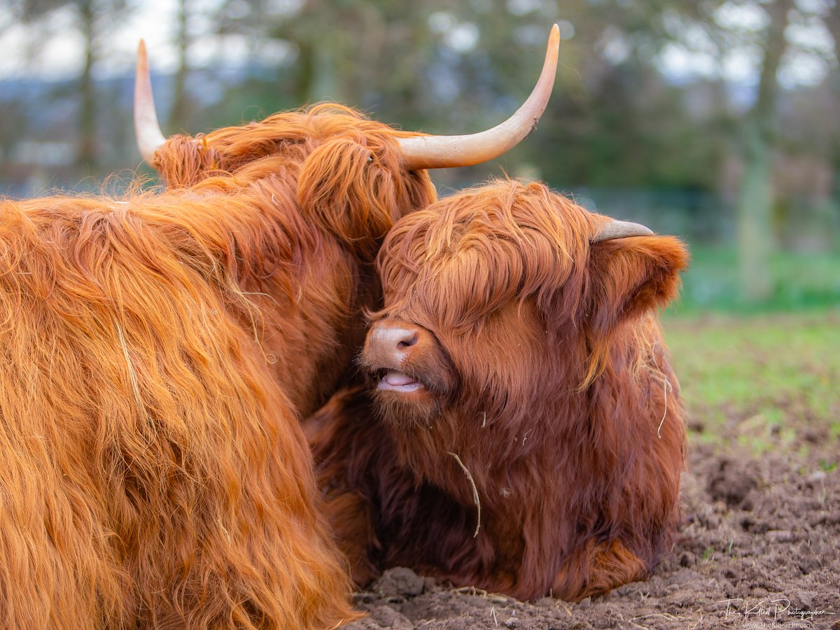 Happy #Coosday
#Scotland #VisitScotland #TheKiltedPhoto #HighlandCow #Cow #ScotlandIsCalling #outandaboutscotland #scottishbanner #scottishfield