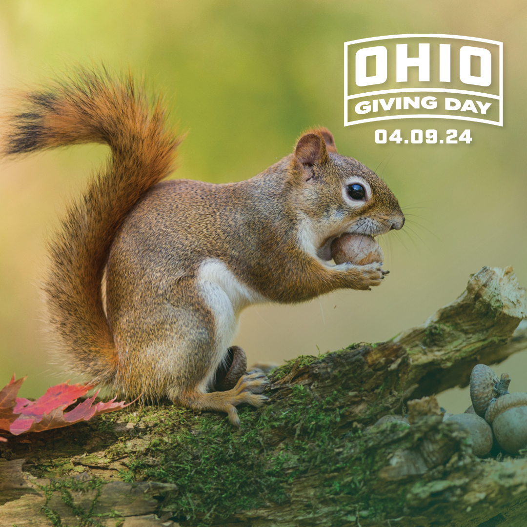 Plant a College Green Oak in your own yard! 🌳 Donors who give $25 or more to the Ohio University Sustainability Fund will receive stratified acorns from College Green's Red Oaks. Give now for #OHIOGivingDay! Available all day. ⬇️ giving.ohio.edu/schools/OhioUn…