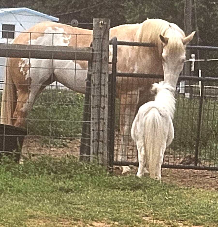 Hello friends and happy Tuesday!! Today I just have to share with you this adorable picture that Holly captured yesterday. These two are polar opposites on the size scale but make such a cute pair. The small white mini is none other than 9 and a half month old Stormy who was…