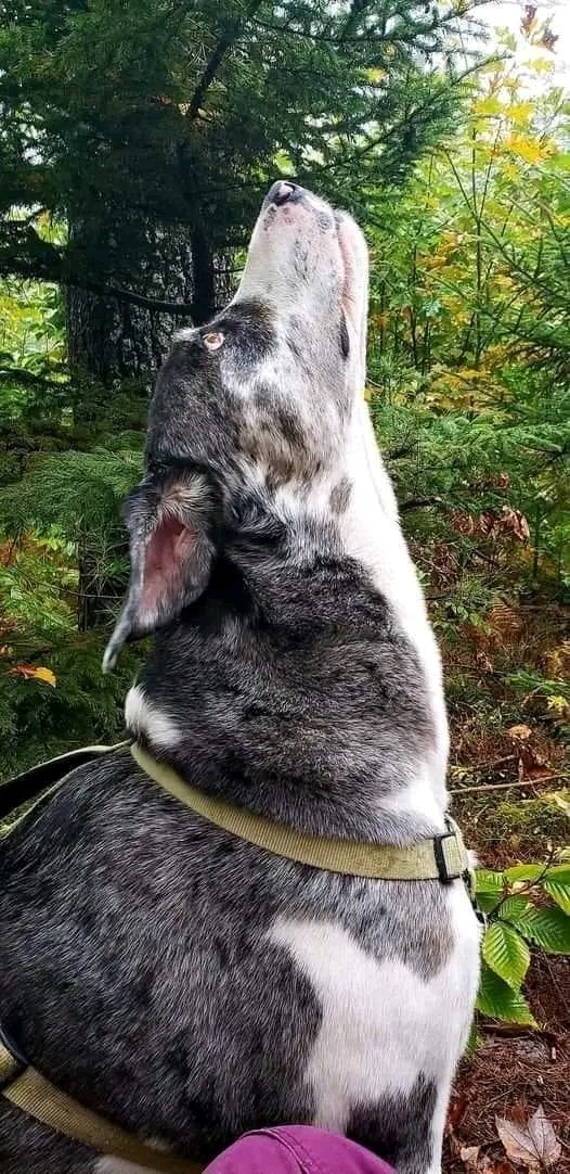 @Morbidful Oreo had just passed away the night before . I took Mungo out after work for a hike to enjoy the beautiful Autumn day. My mind was consumed with grief and overwhelmed with the pain of Oreo's passing. I stopped to sit, take in the peace and collect myself and thoughts. As we sat