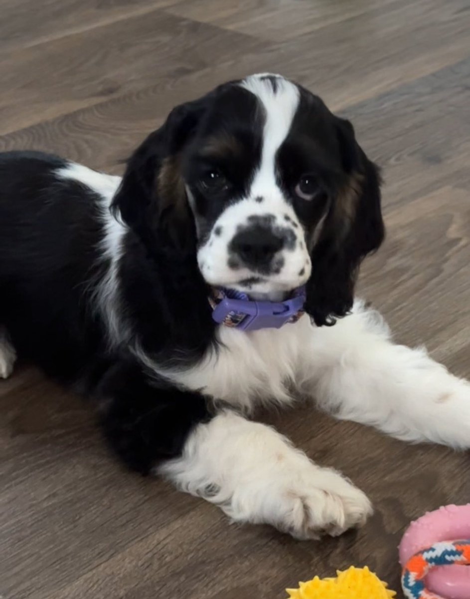 I’d like to introduce you to my new cockerspaniel puppy Mia! #cockerspaniel #newpuppy #PuppyoftheDay #PuppyLove #dog #petmom #furbaby