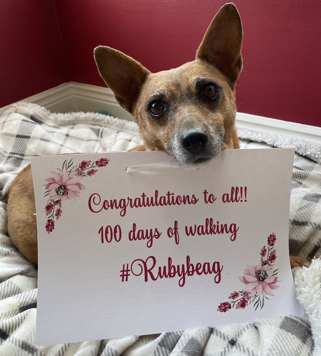 Beautiful evening in #Donegal for our walk on day 100/100 days of walking with #Rubybeag. Congratulations 🥳 to my fellow walkers, thanks for all the interactions we have a lovely community. Particular thanks to ⁦@welovedonegal⁩ for all the wonderful memes of #Rubybeag 🥰