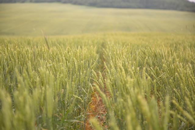 Have you sent weed seeds to test for herbicide resistance? When you get the results back, have you wondered what they mean to your weed management decisions? This factsheet created by @CWSS_SCM will help you put the results into context. bit.ly/3xtG9CL