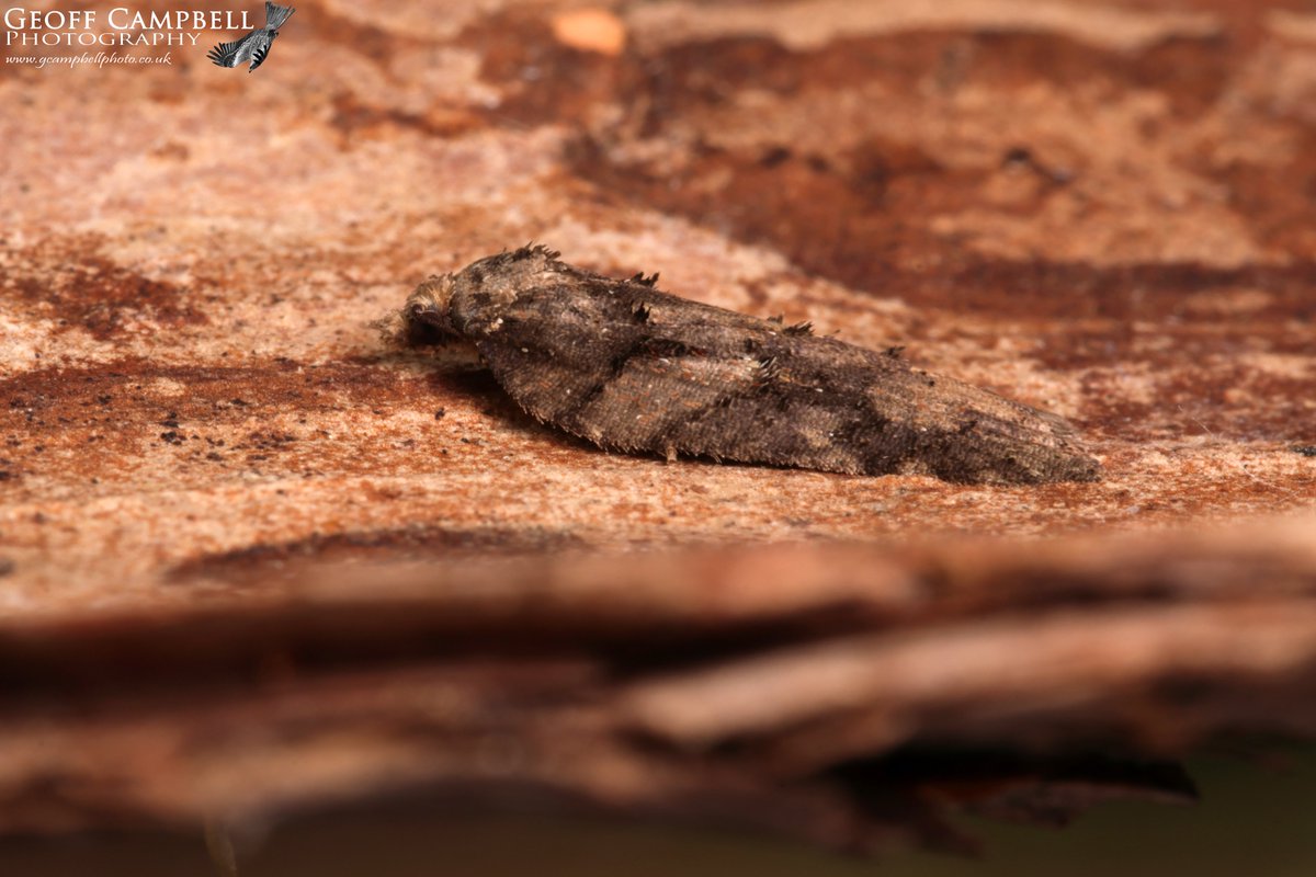 Acleris abietana? - North Antrim, April 2024. Another scarce moth of conifer trees. Only a few records in Ireland of this species. If it is this the second site I've found at up here in recent years. #moths #mothsmatter #teamoth @BCNI_ @UlsterWildlife @savebutterflies