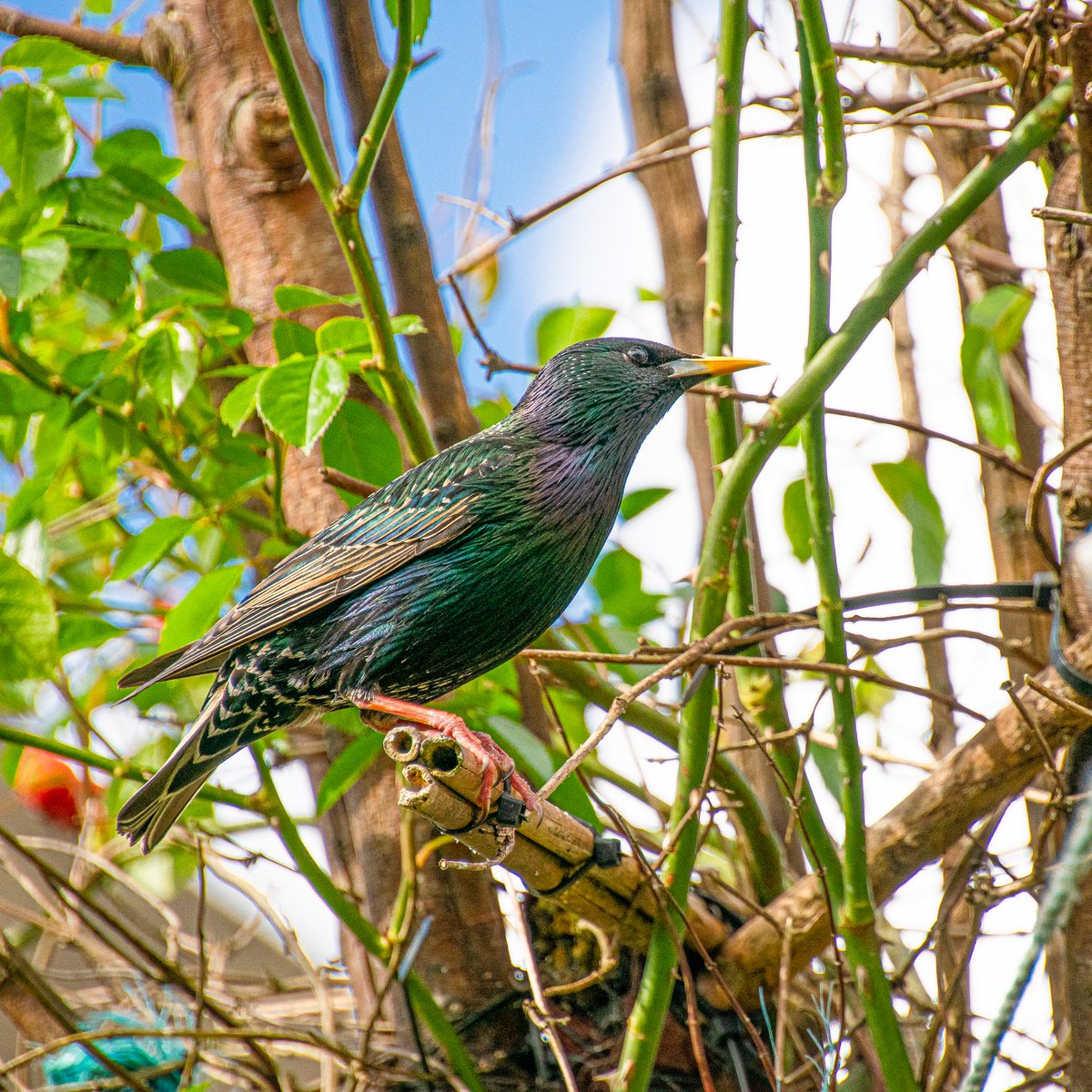 I must have caught the only five dry sunny minutes this weekend! Another of the beautiful #starlings visiting my garden last weekend #WildCardiffHour