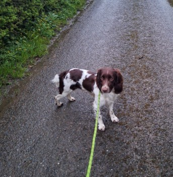 millypod1's tweet photo. 🆘8 APR 2024 #Lost DOG #ScanMe
YOUNG Liver & White Spaniel Cross Male
#CharltonHorethorne #Somerset #DT9
nr by #Wincanton #Sherborne In the neighbouring county #Dorset
https://t.co/inlT9YVDYA https://t.co/WwLBYnv61n