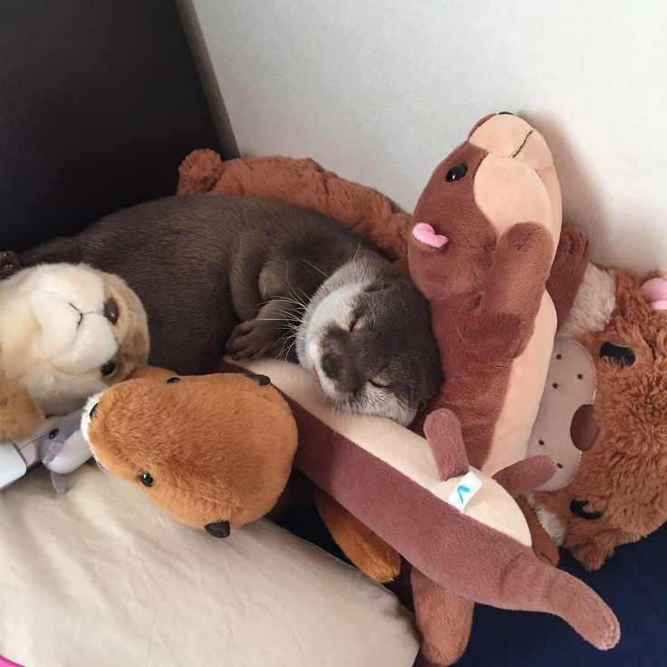 DINO AS OTTERS🦦 - a cute but self indulgent 🧵

Firstly, Two otters peacefully sleeping among plushies