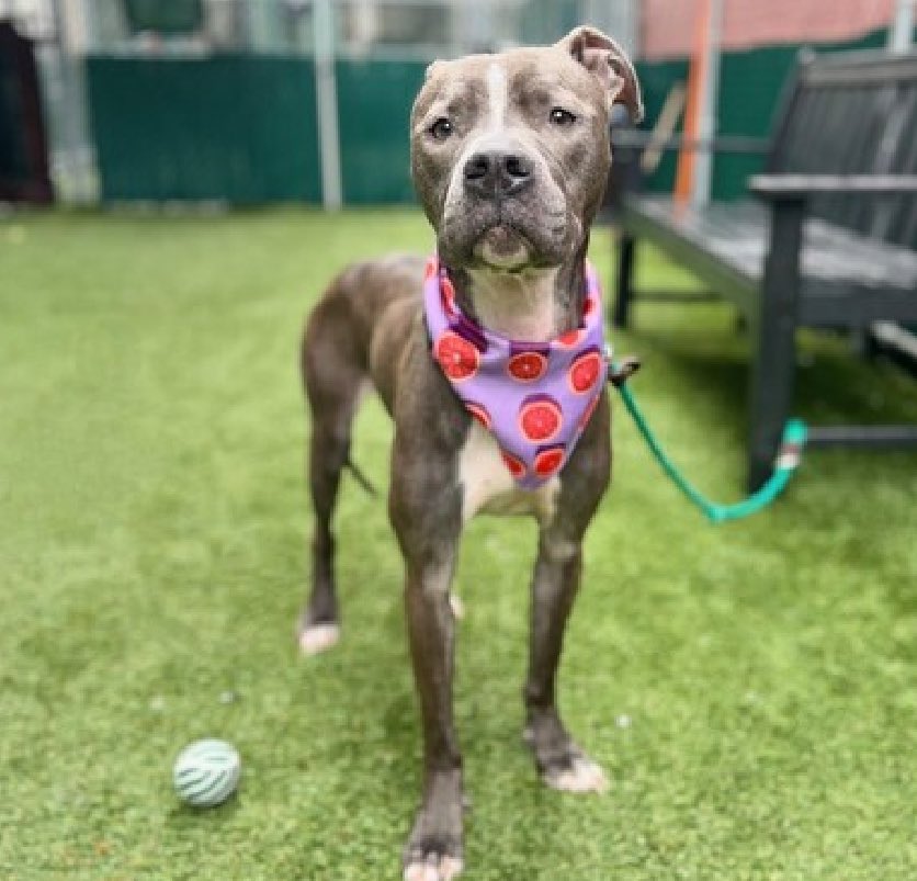 HOURS LEFT, DELISTED in preparation TBK in NYCACC: adopted in 2023, her owner is now in jail and Porta Bella 172521 is down to her final hours alive. A friendly 5yo with a loose body and a wagging tail, she's easily leashed and returned to her kennel, is always social and allows…