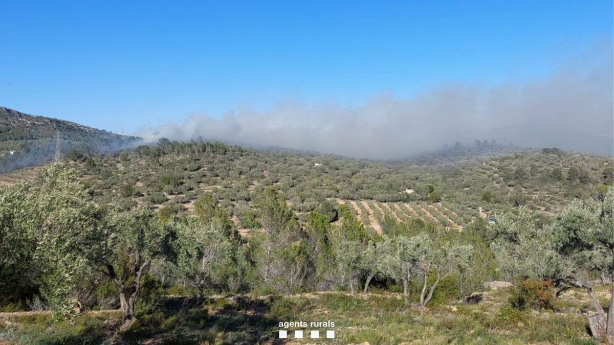 agentsruralscat's tweet photo. 🔥 L'incendi forestal del Perelló (Baix Ebre) afecta una superfície aproximada de 2,57 hectàrees, segons dades provisionals d'#AgentsRurals.

Estabilitzat per @Bomberscat https://t.co/FMbkiUCpSs