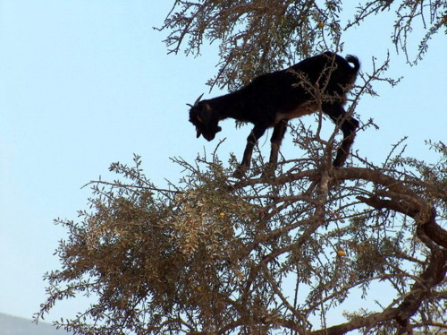 Aaron Sorrells tweet media