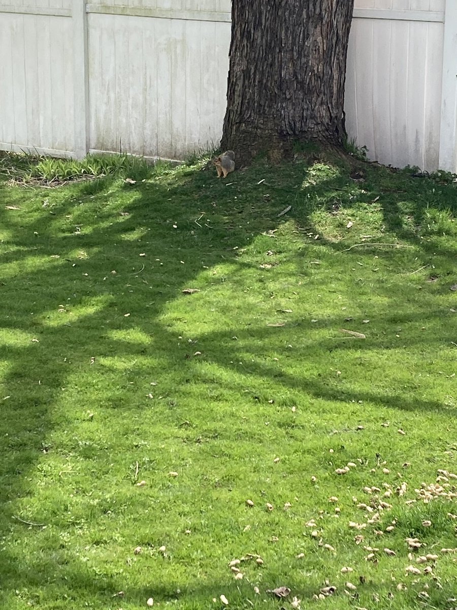 Squirrel pawtrol and it looks like it’s going to be a stare down. 🐿️