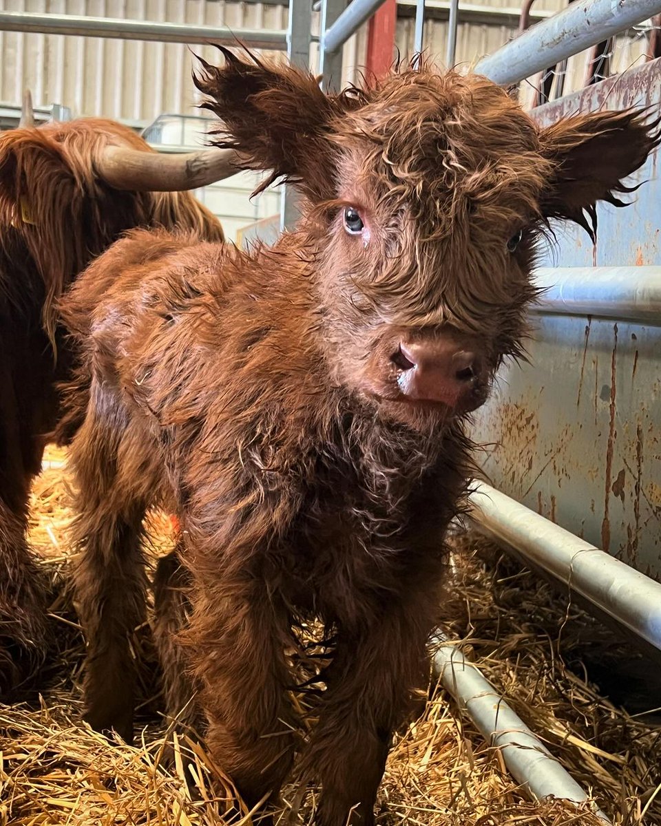 It's baby coo season! Say hello to this new addition 👋🏴󠁧󠁢󠁳󠁣󠁴󠁿 Any name suggestions?! 👀 📍 Ellon, #Aberdeenshire 📷 IG/glenfia_fold