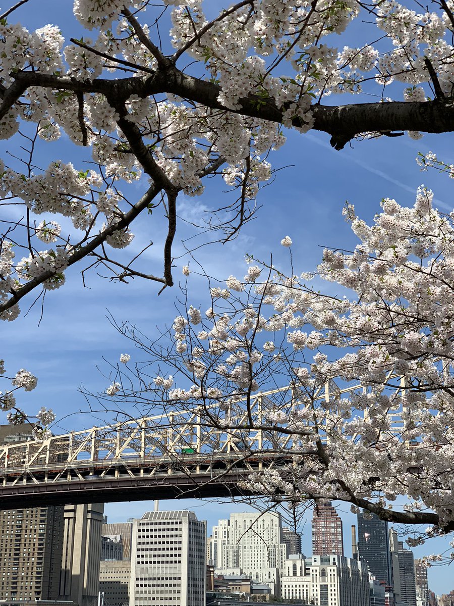 Cherry blossoms and Queensboro Bridge.