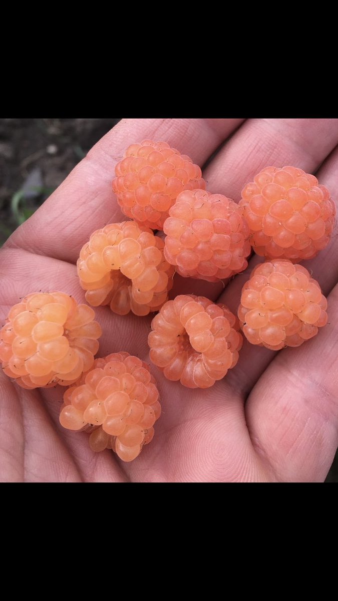 Thornless orange s alive !!! , did well in pots then hated the open ground and thought I’d lost her and dug up the remaining cane ( 3cm) last year it didn’t do anything only to reappear today , only pot culture and TLC for this lady now :)