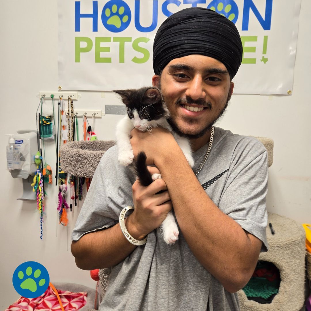 We're thrilled to see our cats and kittens finding their forever homes! 🏡💕 Thanks to our amazing adopters, these furry friends are embarking on a journey filled with endless love and happiness. Here's to new beginnings and cherished moments ahead! 🎉