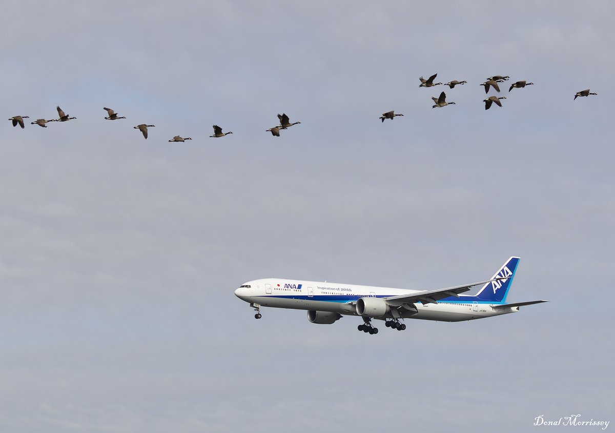 A flock of Wild Geese on a morning sortie while @FlyANA_official 777-381(ER) JA790A as 'All Nippon 110 Heavy' arrives into @JFKairport from Tokyo. #avgeek #aviation #airline #airtravel #Boeing #JFKAirport #NewYork #AllNipponAirways #Nature #Geese #Wildlife #planespotting