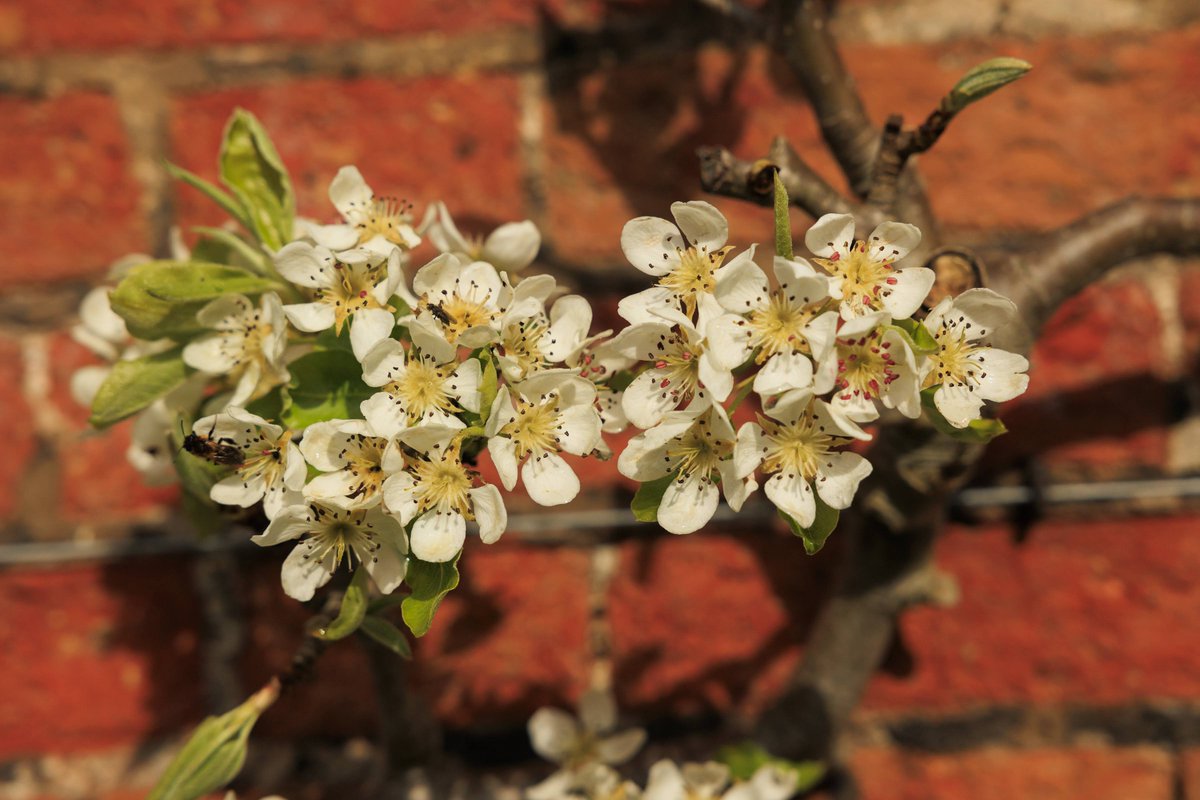 Blossom Week, 20-28 April. Join us for a host of blossom-themed activities, including pop-up floristry, beekeeping demo & honey tasting, poetry workshops, garden tour, spring photography walk & Japanese folklore storytelling. Full details at: nationaltrust.org.uk/visit/nottingh… #ClumberPark