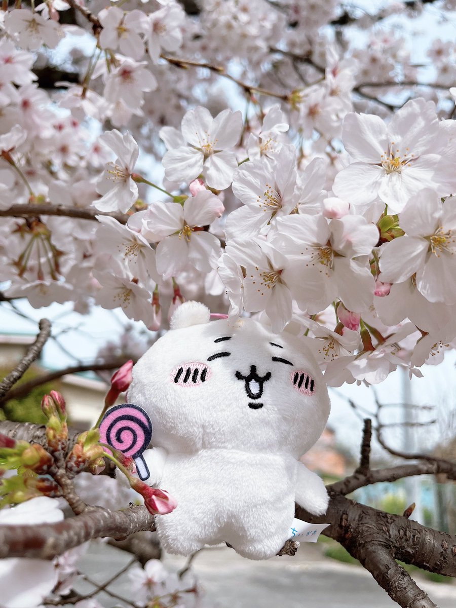 桜満開 #なんか小さくてかわいいやつ