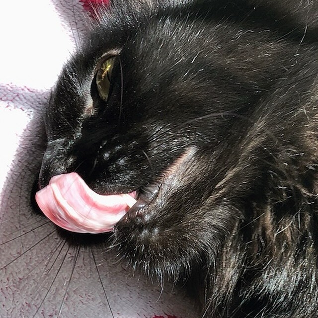 The more treats I get, the more fabulous #TongueOutTuesday shots the staff gets!