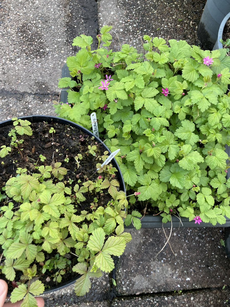 Rubus Arcticus Sofia and another Rubus Arcticus supplied by a kind person on here :)