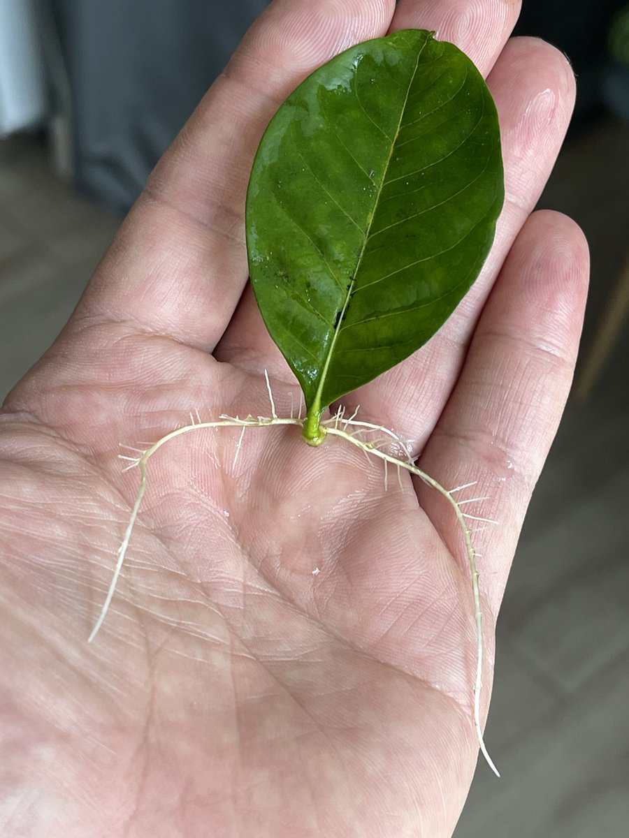 RubenFloresNYC's tweet photo. Did you know you can propagate #gardenias from leaves? I didnโt! Beautiful surprise from #MotherNature #tips #gardening #gardeningtips #GardeingTwitter #greenthumb https://t.co/AOSRCarn6w