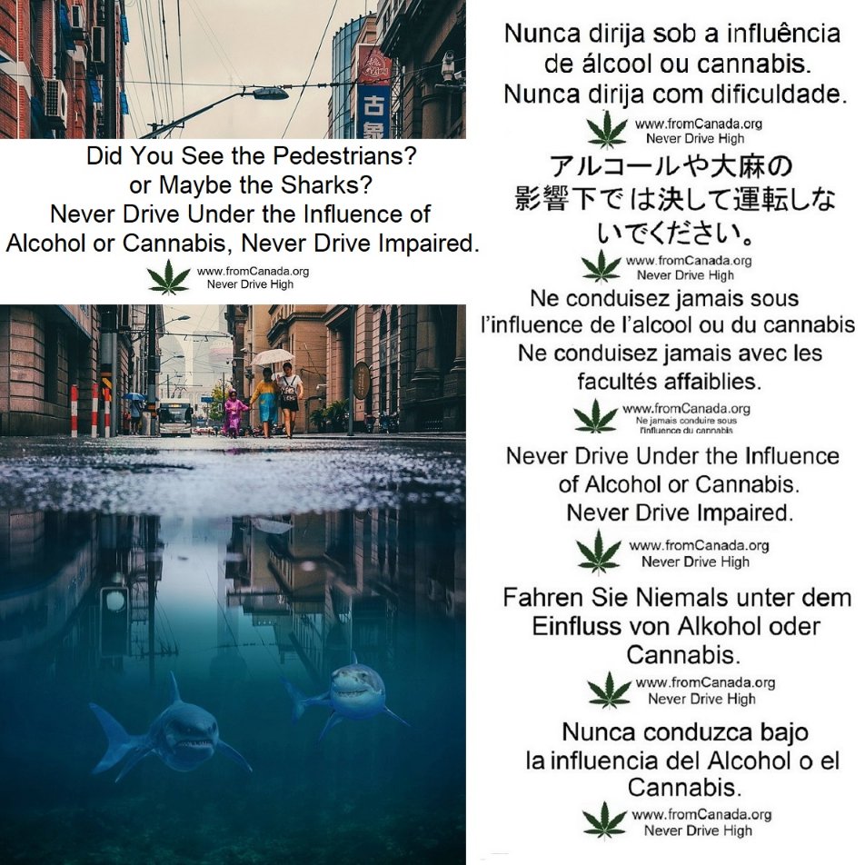 cannabisORGca tweet picture
