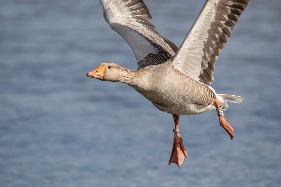 Greylag U144 giving a spectacular flyby on #WildBrownsea lagoon this afternoon ~Jonny @DWTBrownsea #dorsetwt @BirdGuides @DorsetWildlife @BrownseaNT @HarbourBirds @DorsetBirdClub @Natures_Voice @BTO_Dorset #365DaysWild @gardenbirder1