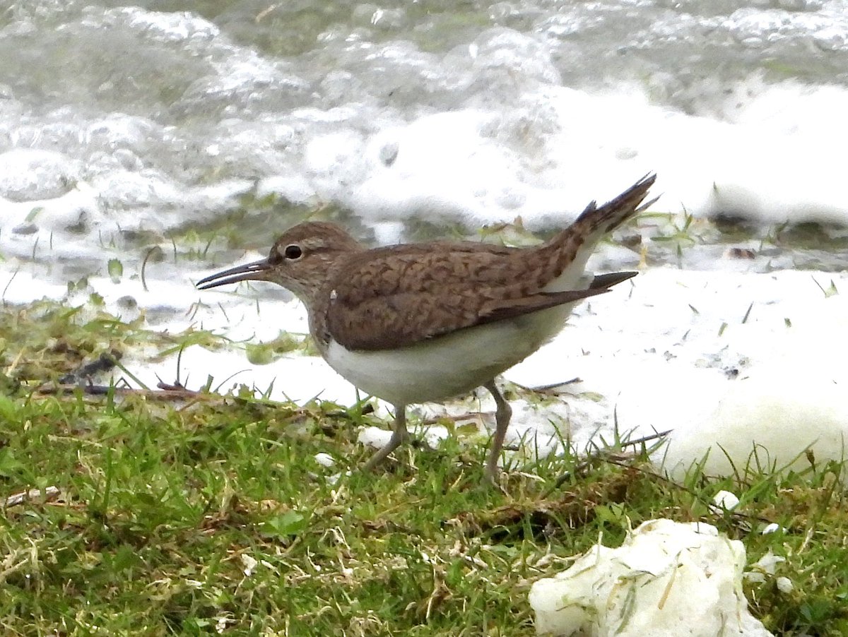 Common sandpiper, Nosterfield LNR Noisy pair at the shoreline this evening, amongst the lake foam in cold, gusty, downpour conditions. One aggressively establishing its territory. Good to have them back. @NosterfieldLNR @nybirdnews @waderquest @Natures_Voice