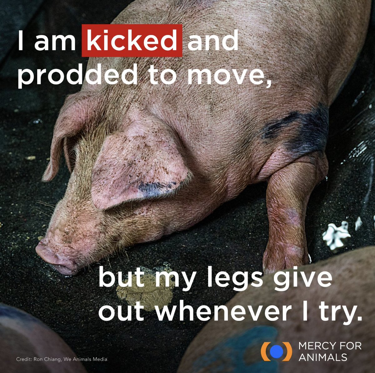 Nonambulatory—or “downed”—pigs in slaughterhouses are often left lying in waste for hours as they are “saved for last.” USDA records describe these sick or injured animals being kicked, prodded, shocked, dragged, and beaten in attempts to make them stand and walk. 💔