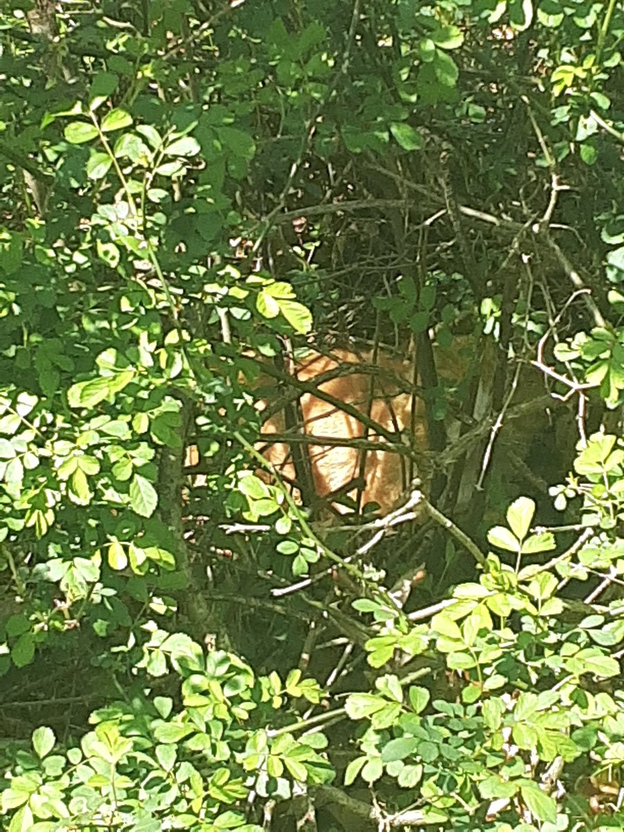 Pssst, it's me Newman! Can you see me? They are trying to get me to do VET THINGS to me!🙀 I will never give myself up! It's fun watching Flaco's mom go through thorns and poison ivy though. 🤭 (I am too smart for traps.) #CatsOfTwitter #CatsOnTwitter #cats #hedgewatch #catsofx