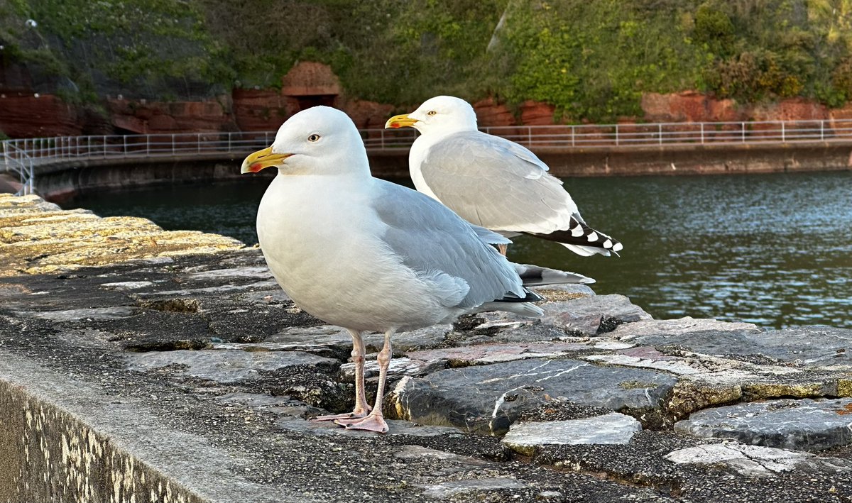 The calm “after” the storm in Torbay #lovethisplace #southwest #Torbay #seagulls