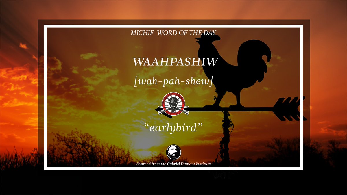 Michif Word of the Day – April 10, 2024 WAAHPASHIW Meaning: “earlybird” Sourced through the Gabriel Dumont Institute: conta.cc/3K4bUmB. #RedRiverMétisGovernment #RedRiverMétis