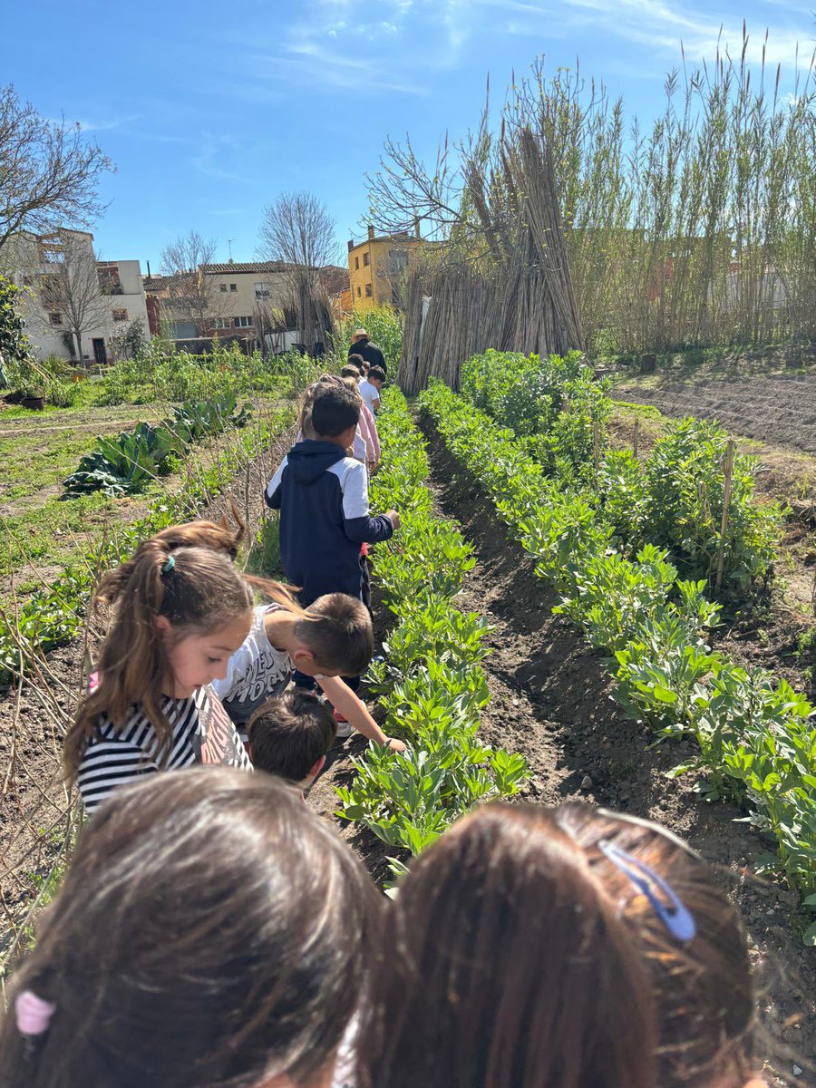 🌱Cultivem somriures - Visita a horts del nostre entorn🌱 Els alumnes de P1 visiten l’hort d’en Juan! Han vist com neixen les plantes, les seves característiques i han après un munt de coses sobre la natura @escolesfedac @viladesalt @escoles_verdes #Transformadors #EscolaVerda