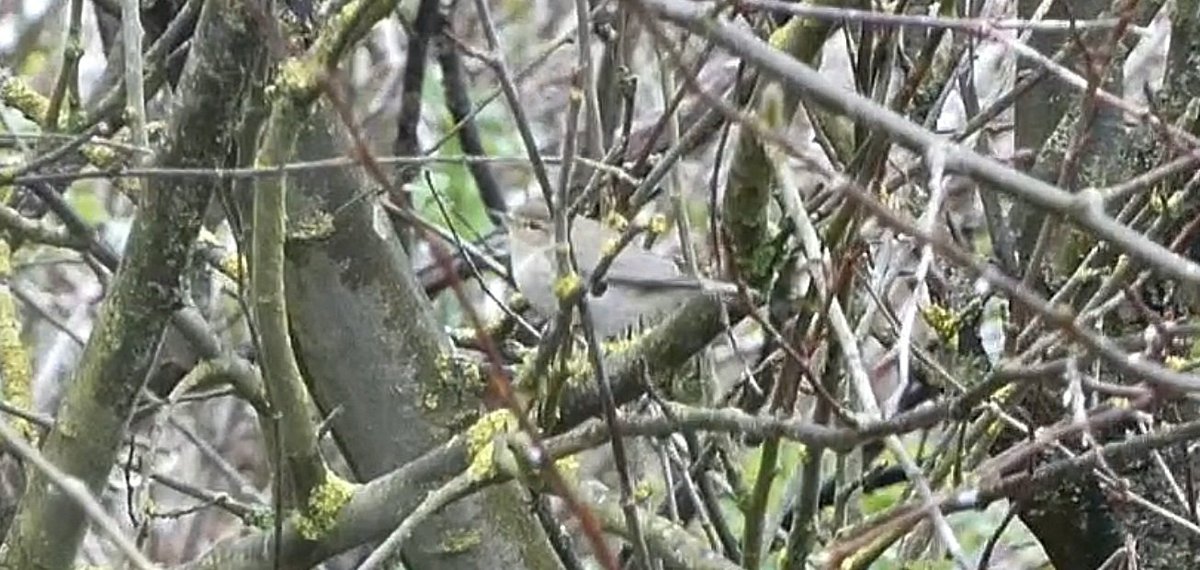 This classic tristis siberian chiffchaff had arrived by early evening at castle hill, feeding busily in the rain ahead of departure